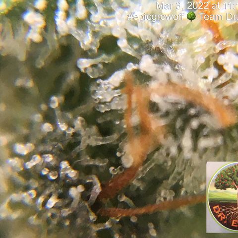 #epicgrowoff growlog timeline photo