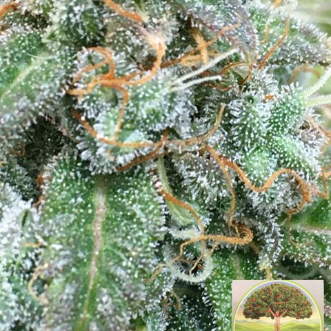 #epicgrowoff growlog timeline photo