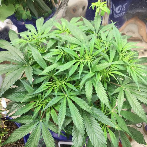 Bruce Banner growlog timeline photo