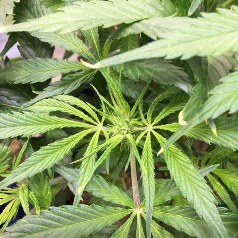 Bruce Banner growlog timeline photo