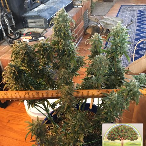#epicgrowoff growlog timeline photo
