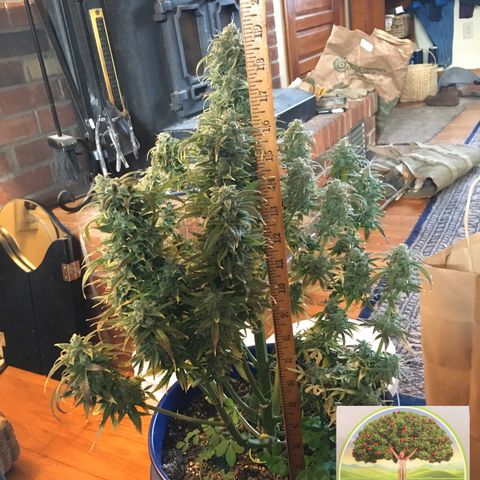 #epicgrowoff growlog timeline photo
