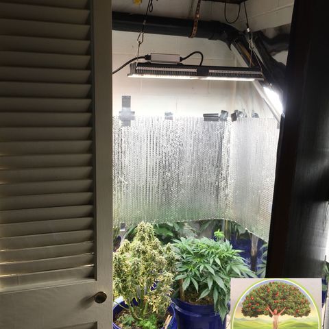 #epicgrowoff growlog timeline photo