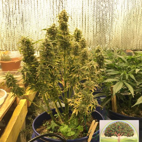 #epicgrowoff growlog timeline photo