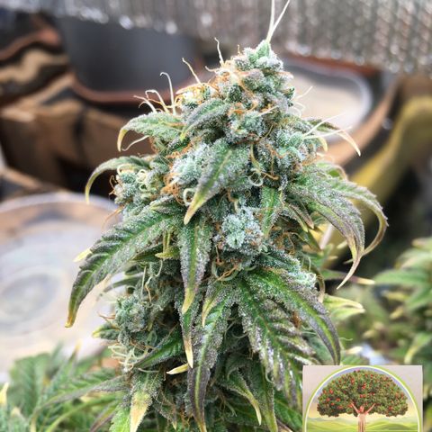 #epicgrowoff growlog timeline photo