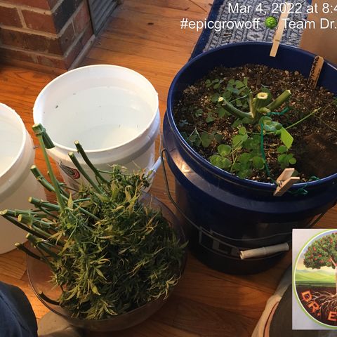 #epicgrowoff growlog timeline photo