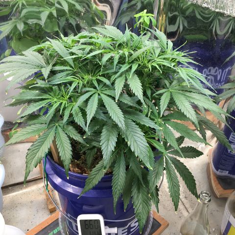 Bruce Banner growlog timeline photo