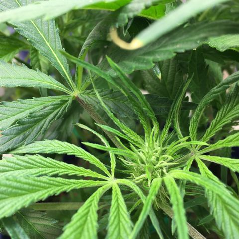Bruce Banner growlog timeline photo