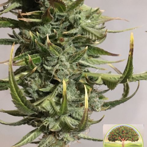 #epicgrowoff growlog timeline photo