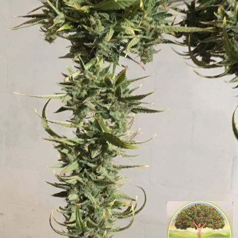 #epicgrowoff growlog timeline photo