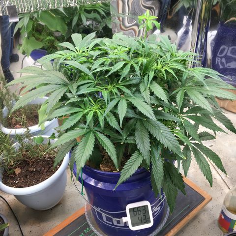 Bruce Banner growlog timeline photo