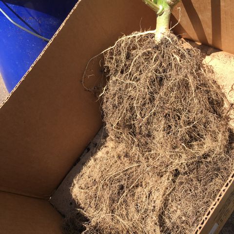 #epicgrowoff growlog timeline photo