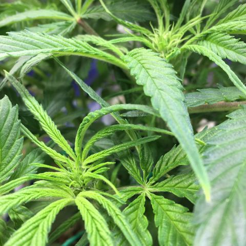 Bruce Banner growlog timeline photo