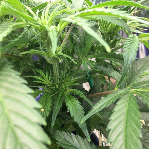 Bruce Banner growlog timeline photo