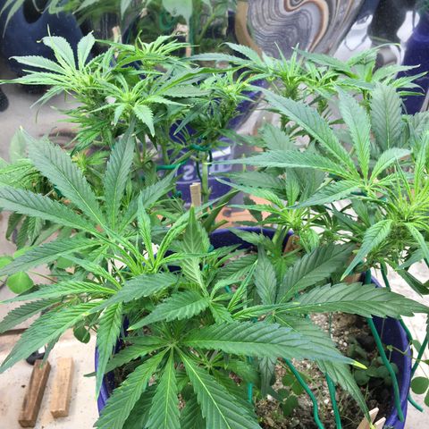 Bruce Banner growlog timeline photo