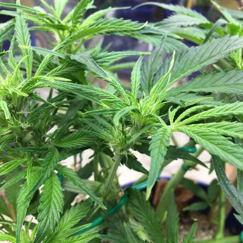 Bruce Banner growlog timeline photo