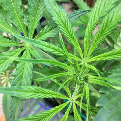 Bruce Banner growlog timeline photo