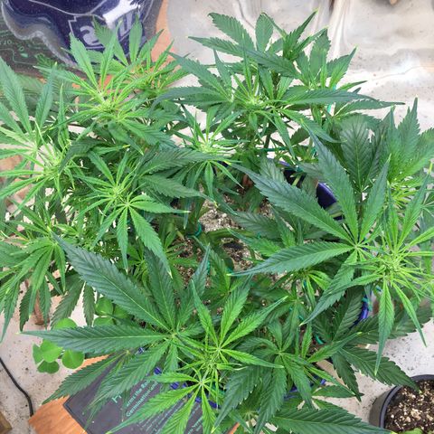 Bruce Banner growlog timeline photo