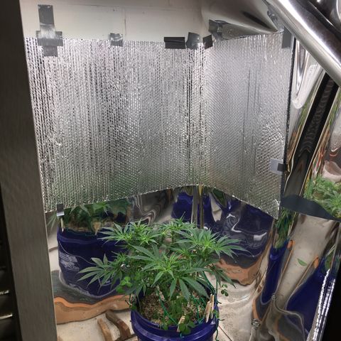 Bruce Banner growlog timeline photo
