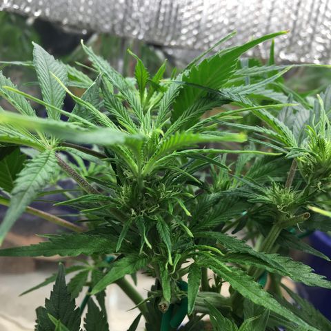 Bruce Banner growlog timeline photo
