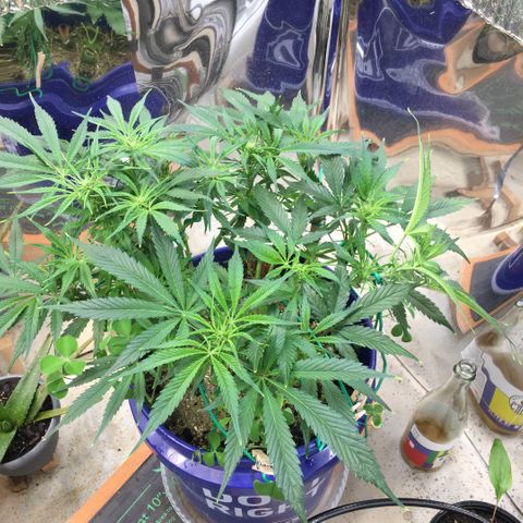 Bruce Banner growlog timeline photo