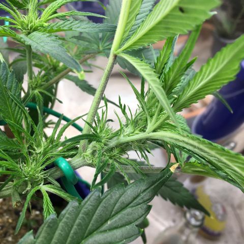 Bruce Banner growlog timeline photo