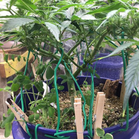 Bruce Banner growlog timeline photo