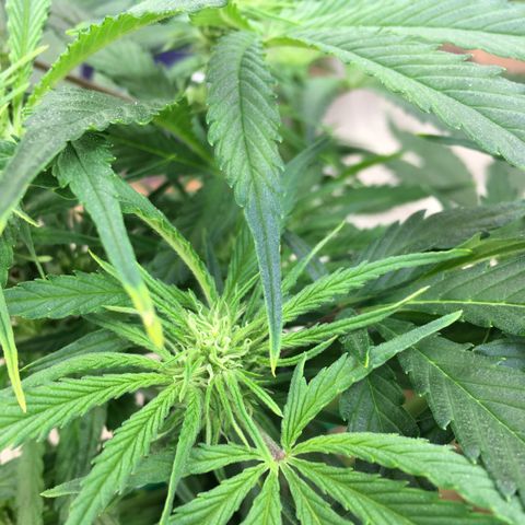 Bruce Banner growlog timeline photo