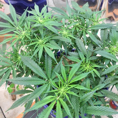 Bruce Banner growlog timeline photo