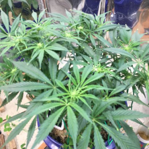 Bruce Banner growlog timeline photo