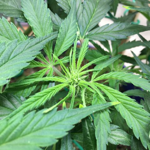 Bruce Banner growlog timeline photo