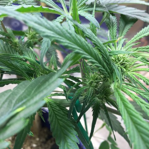 Bruce Banner growlog timeline photo