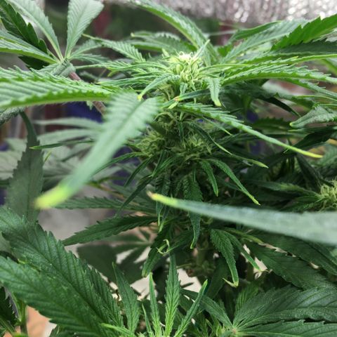Bruce Banner growlog timeline photo