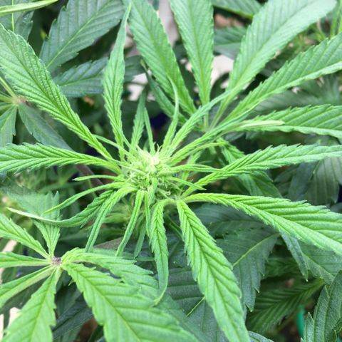 Bruce Banner growlog timeline photo