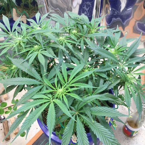 Bruce Banner growlog timeline photo