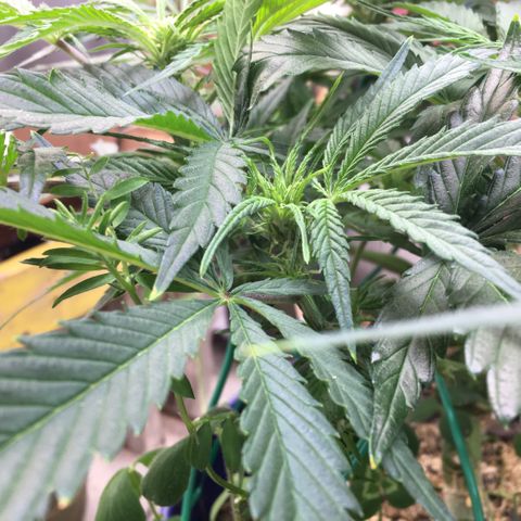 Bruce Banner growlog timeline photo