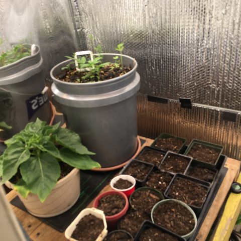 #epicgrowoff growlog timeline photo