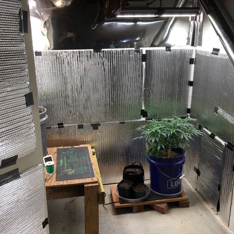 #epicgrowoff growlog timeline photo