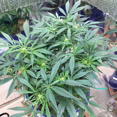 Bruce Banner growlog timeline photo