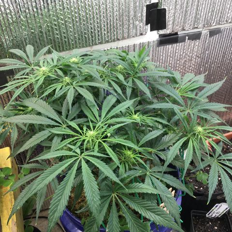 Bruce Banner growlog timeline photo