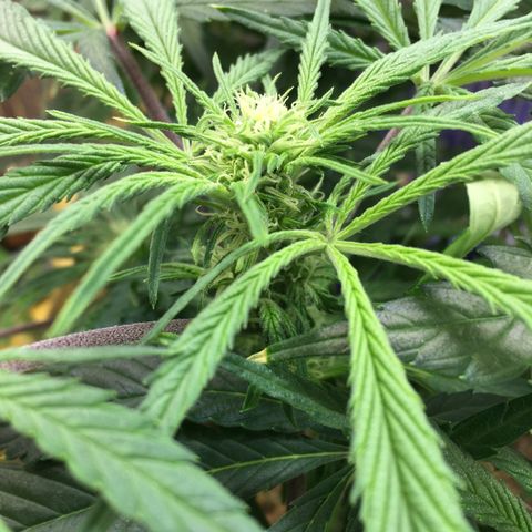 Bruce Banner growlog timeline photo