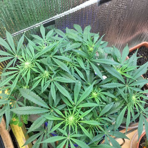 Bruce Banner growlog timeline photo