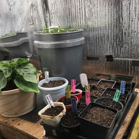 #epicgrowoff growlog photo: Started,peppers, maters, and ground cherries indoors