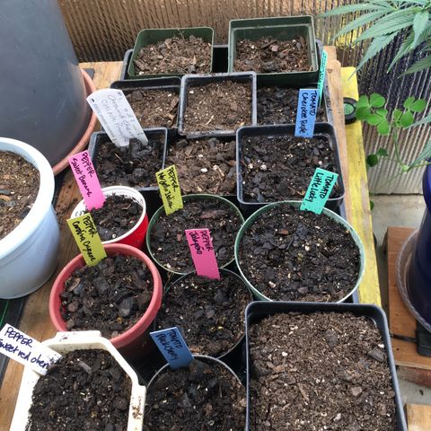 #epicgrowoff growlog photo: Started,peppers, maters, and ground cherries indoors