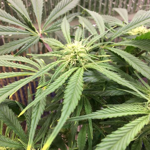 Bruce Banner growlog timeline photo