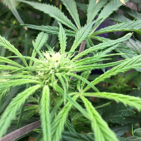 Bruce Banner growlog timeline photo