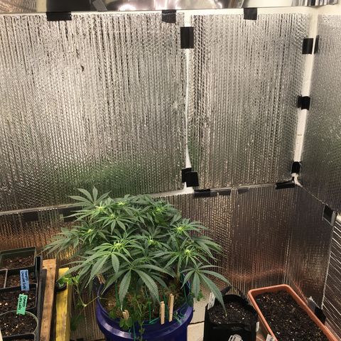 Bruce Banner growlog timeline photo