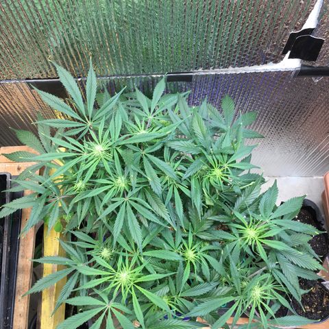 Bruce Banner growlog timeline photo