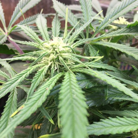 Bruce Banner growlog timeline photo