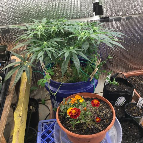 Bruce Banner growlog timeline photo